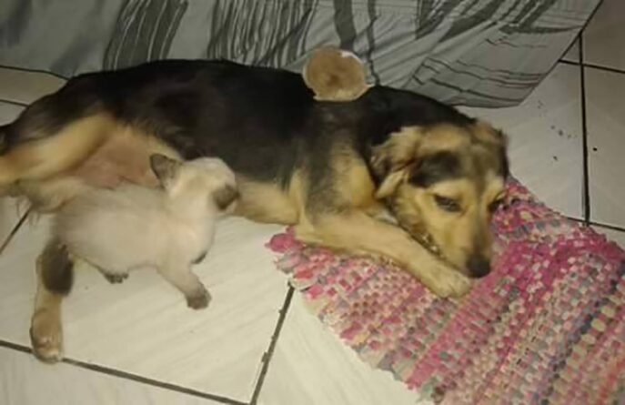 bob fugiu mulher salvou