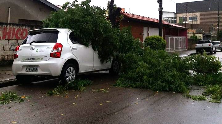 ARVORE VILA RIO BRANCO