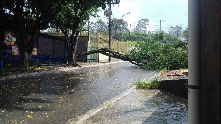 arvore caida rua joao manzan
