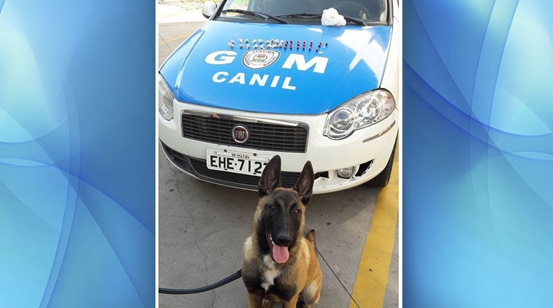 canil guarda itatiba