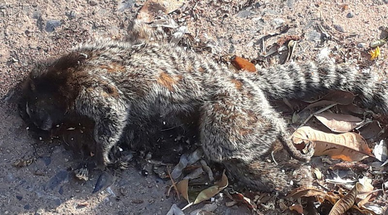 macaco morto bom jardim