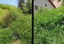 mato alto jardim caçula copiar