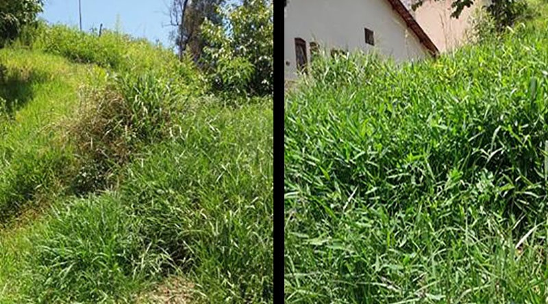 mato alto jardim caçula copiar