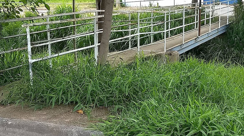 mato parque da represa 2