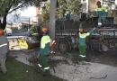 Poda de Arvores na Rua Messina c 20