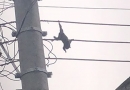 macaco eletrocutado