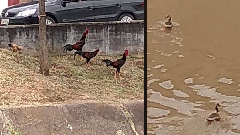 galinhas no rio copiar