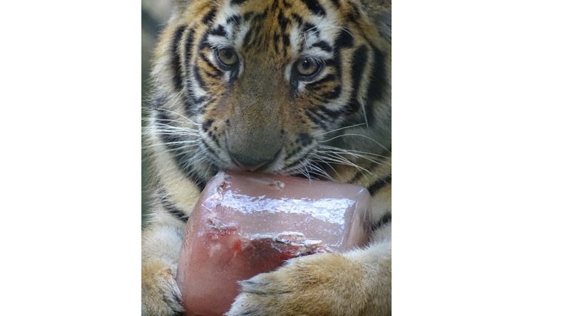 zoo02