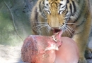 zoo05