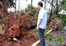 arvore caida com raiz em varzea