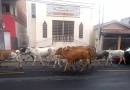 vacas no Residencial Jundiaí2