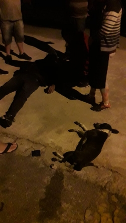 cachorro morto acidente