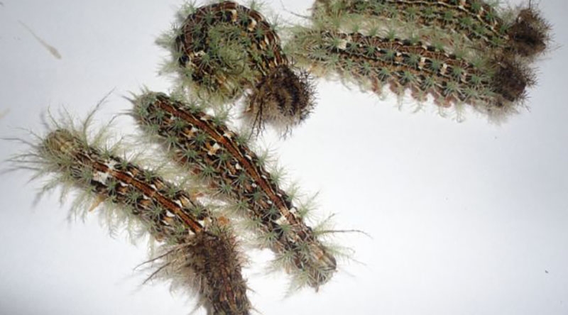 taturanas