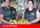 fisccomercio 1280x908