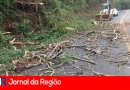 queda de galhos jarinu copiar