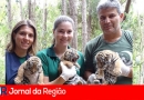 tigres siberianos em Itatiba copiar
