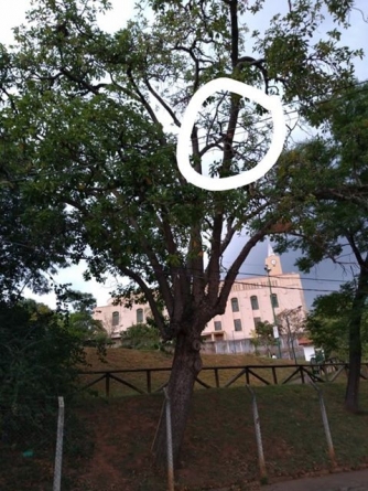 gato na árvore