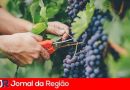 vitivinicultura