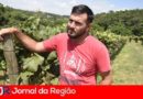 uva rio acima 43 1280x853 1