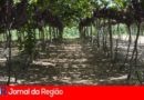 vinhedotraviu 1280x797 1