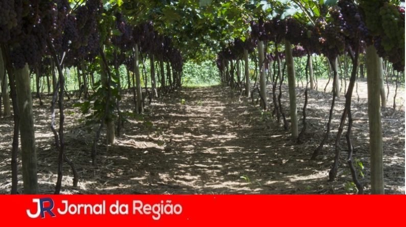 vinhedotraviu 1280x797 1