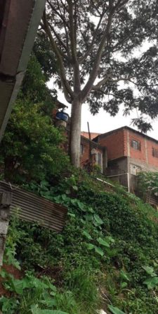 árvore no morro da rua felicidade
