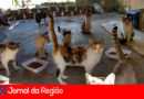 CASA DOS GATOS copiar