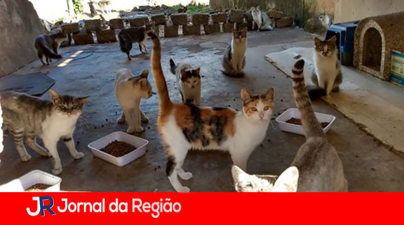 CASA DOS GATOS copiar