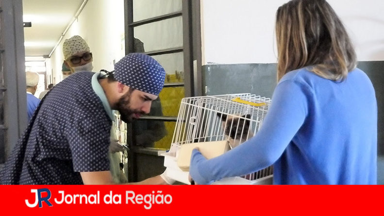 castracao gatos 1 copiar