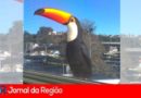 tucano