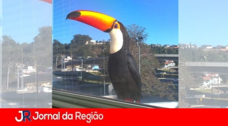 tucano