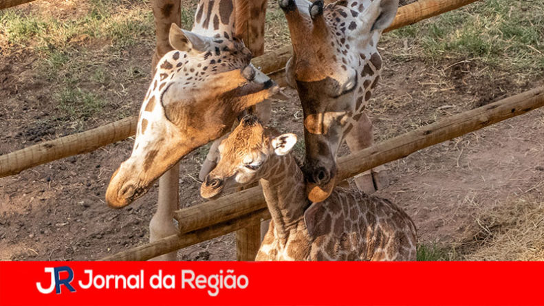 girafa no zooparque de itatiba