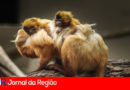 micro leao dourado itatiba copiar