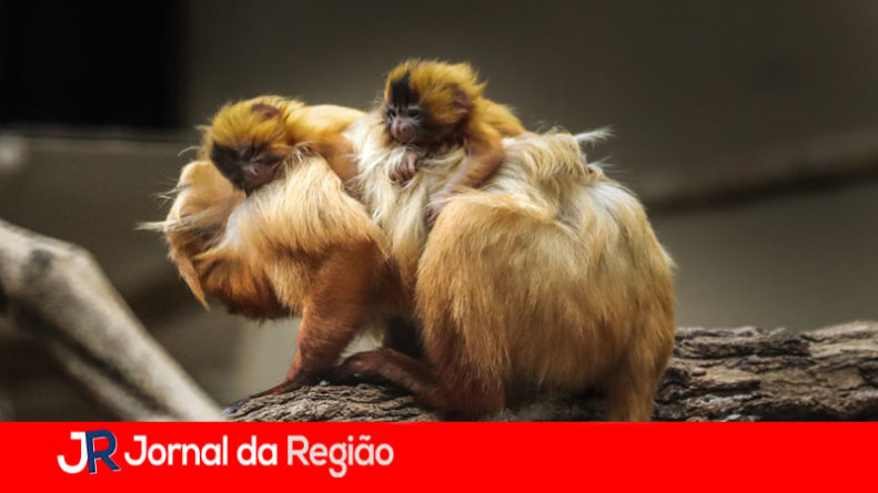 micro leao dourado itatiba copiar