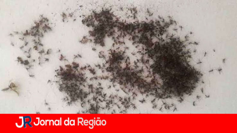 PERNILONGOS JUNDIAI copiar