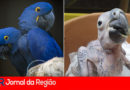arara azul