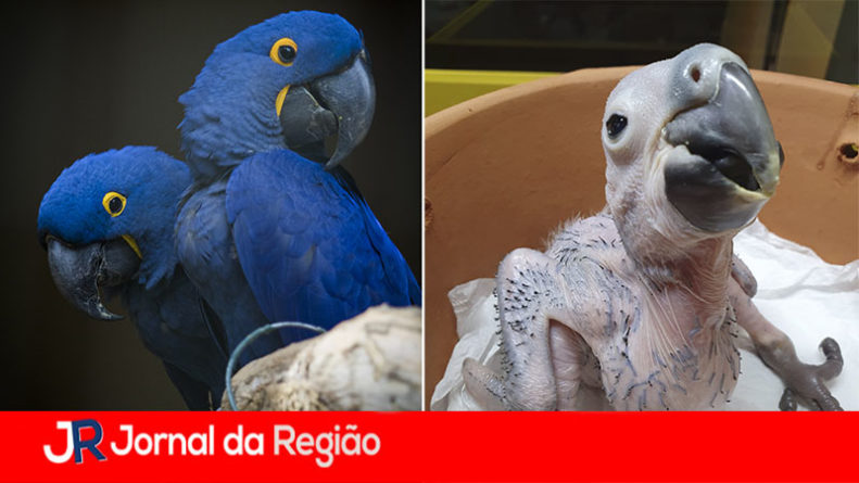 arara azul