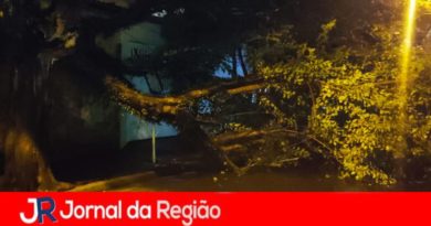 Árvore cai na Vila Hortolândia Árvore cai na Vila Hortolândia