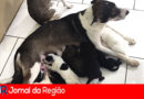 CACHORRA CABREUVA copiar