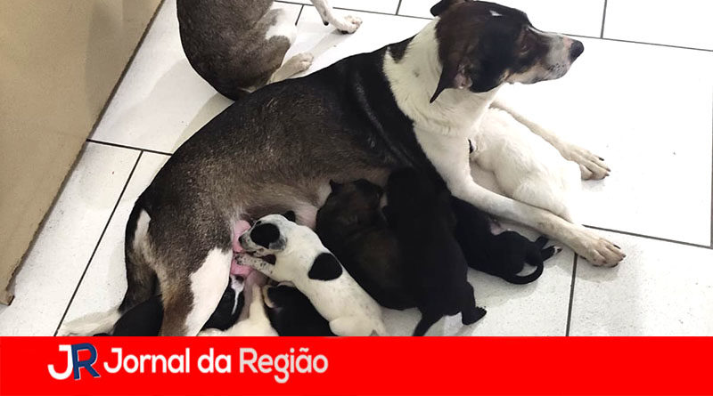 CACHORRA CABREUVA copiar