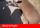 CAPIVARA MORTA copiar