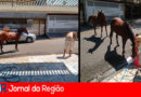 cavalos almerinda jundiai copiar