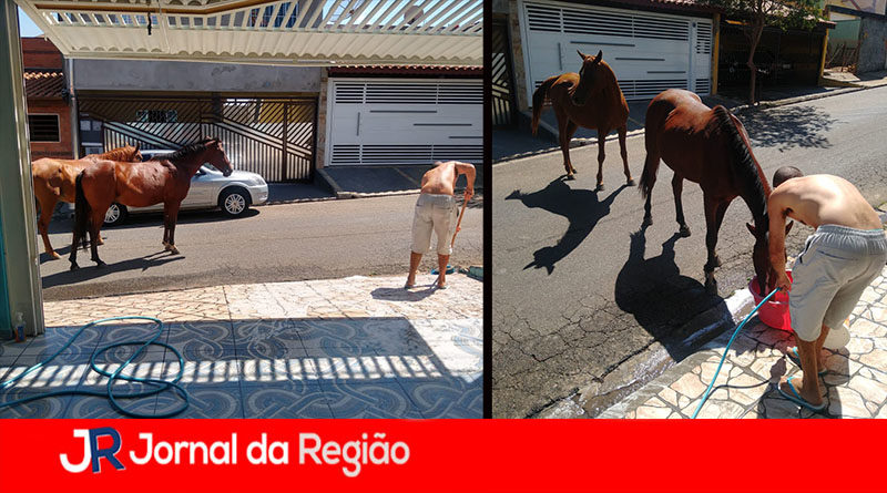 cavalos almerinda jundiai copiar