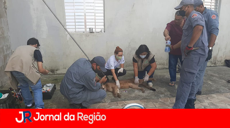 onca capturada campo limpo copiar