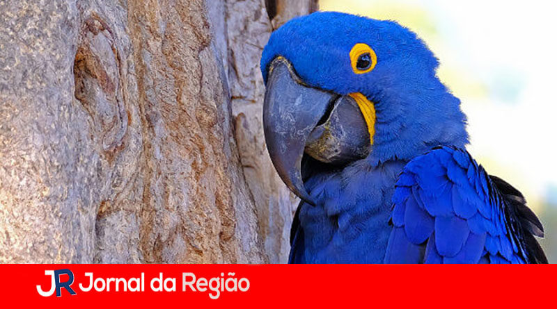 arara azul copiar