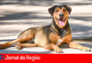 cachorro na rua copiar