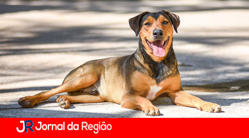 cachorro na rua copiar