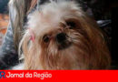 Shih-tzu desaparecido. (Foto: Arquivo pessoal)