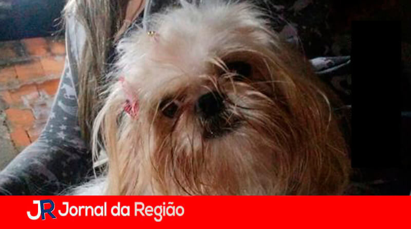 Shih-tzu desaparecido. (Foto: Arquivo pessoal)