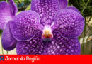 Maxi Feira de Flores set 2017 4 copia